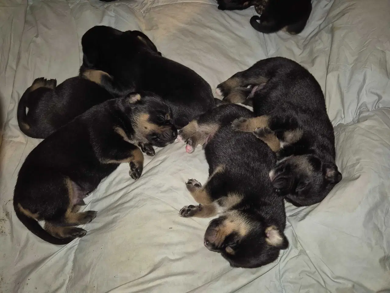 Billede 5 - Skønne Labrador blandingshvalpe