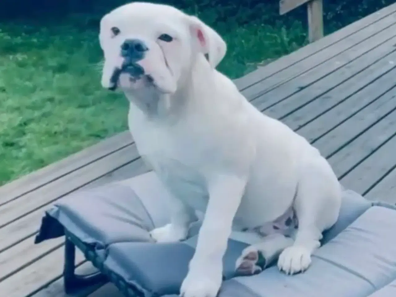 Billede 4 - Olde English bulldog 6 mdr