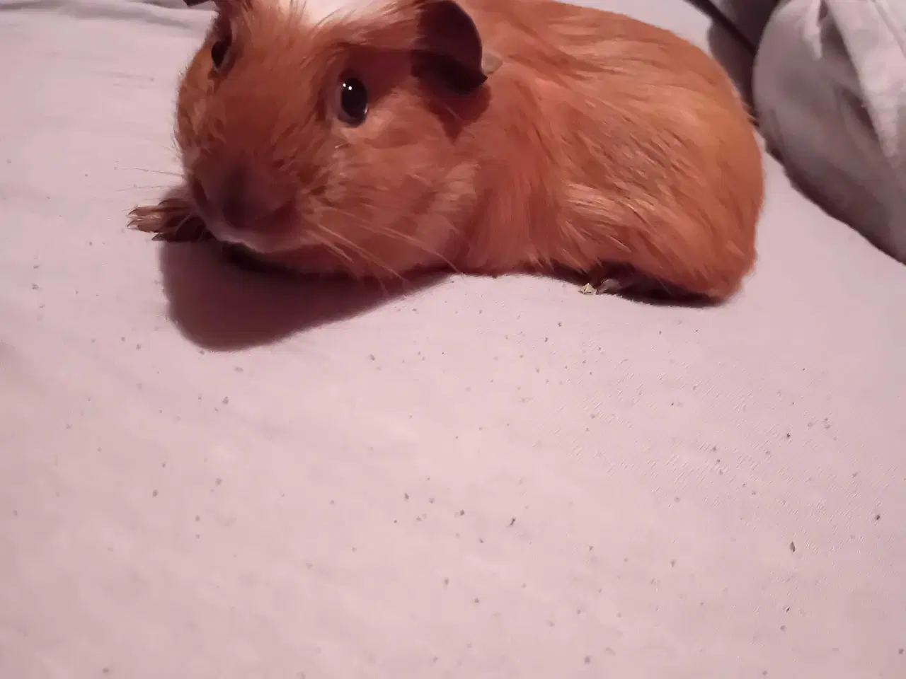 Billede 1 - Han marsvin