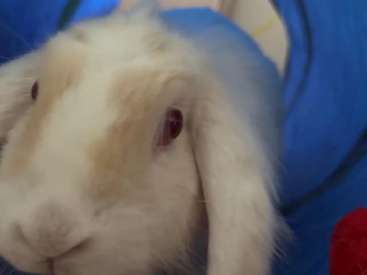 Billede 5 - Verdens sødeste kanin sælges