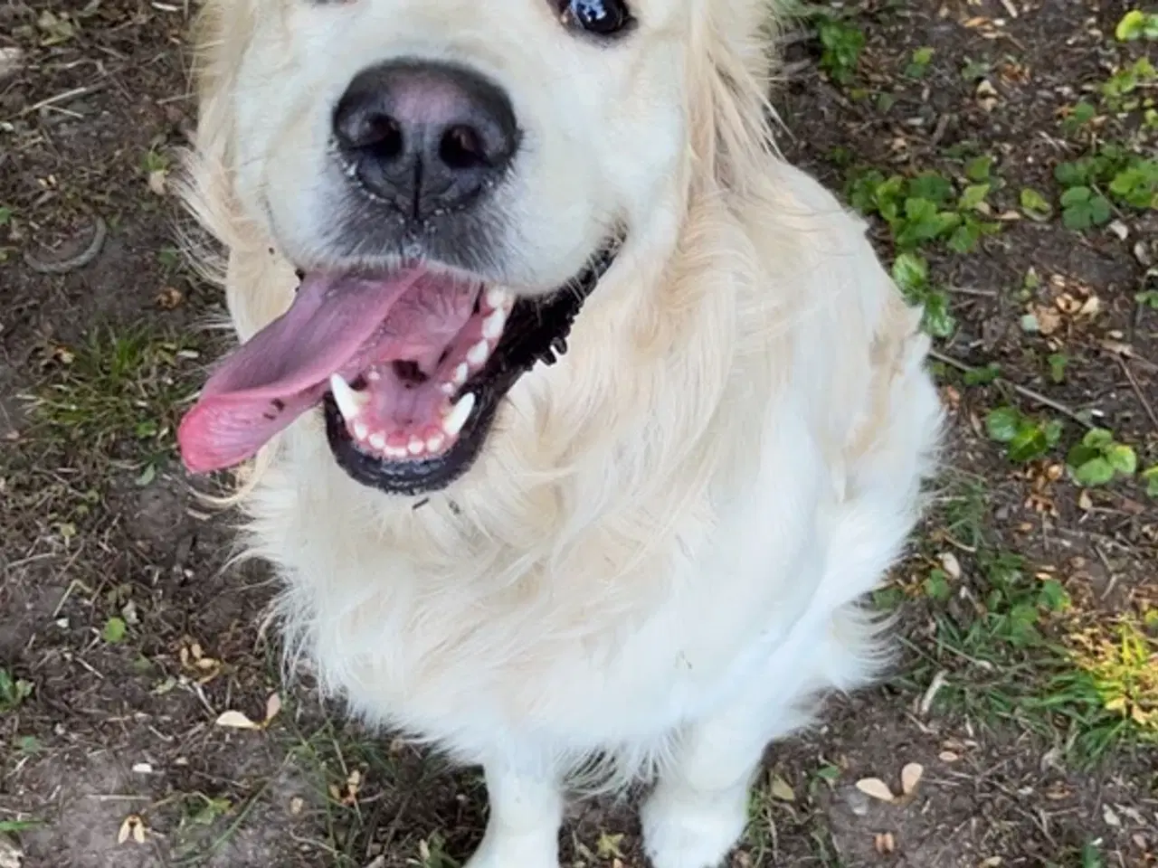 Billede 6 - Golden retriever Hvalpe Sælges