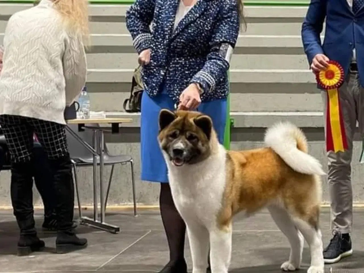 Billede 4 - American Akita Hvalpe m. DKK stambog