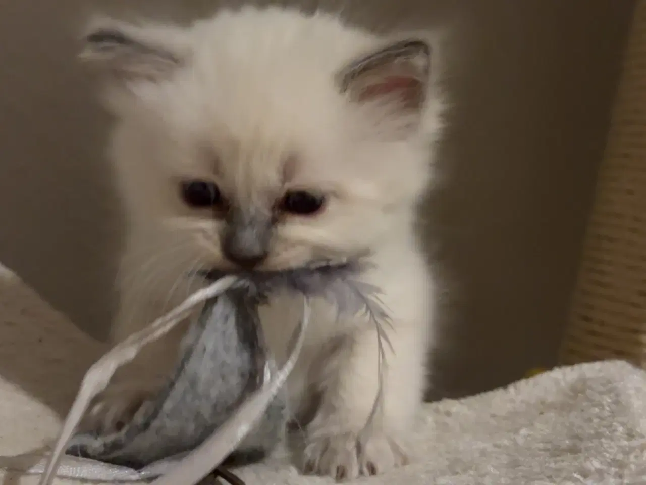 Billede 7 - De sødeste små killinger 🐾😻