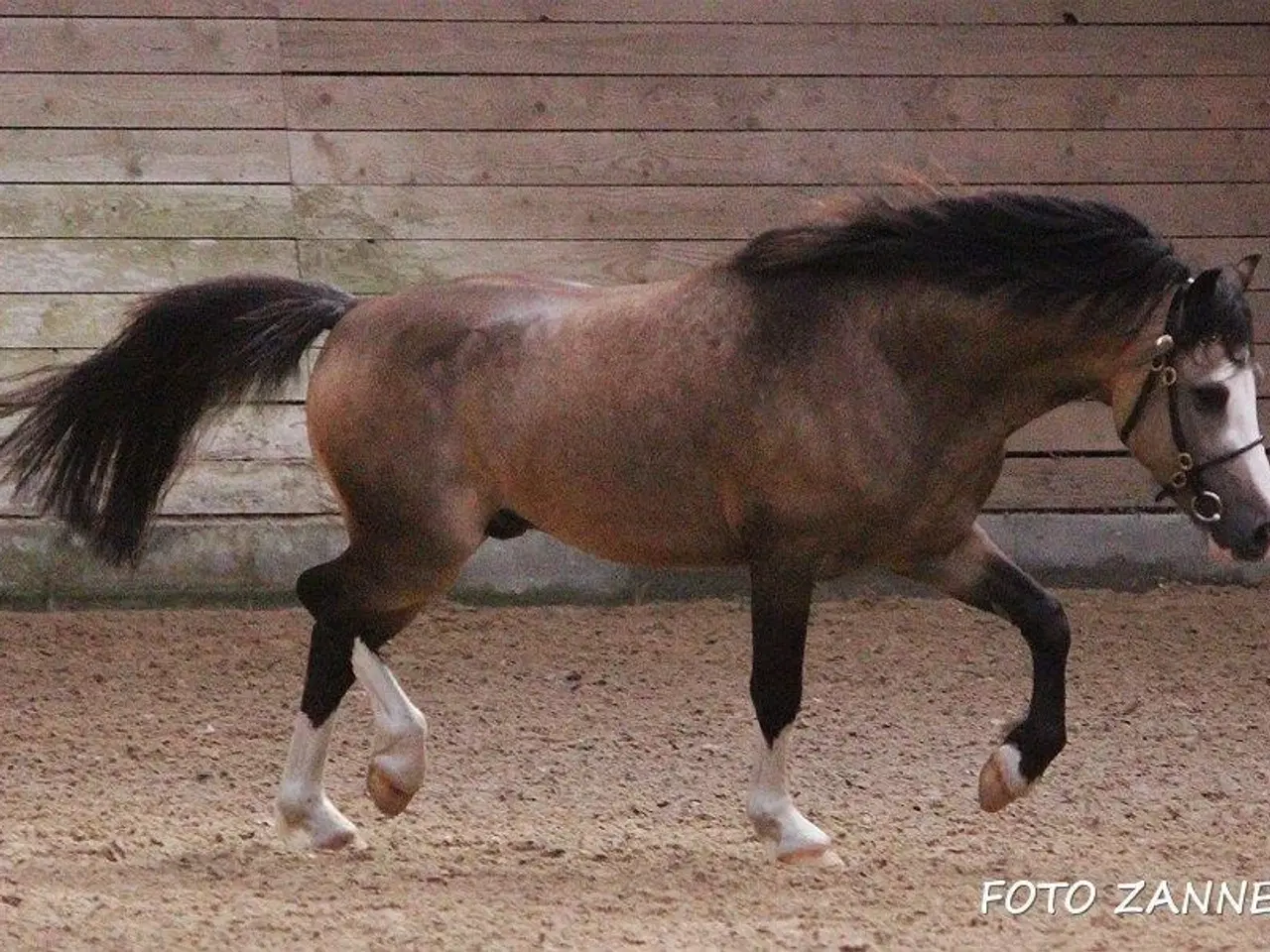 Billede 3 - Avlshingst eller pony til det hele