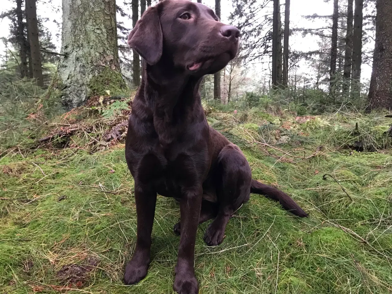 Billede 3 - Brun Labrador hvalpe på vej. 