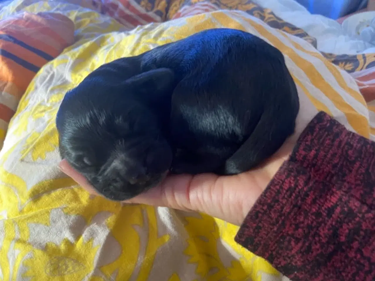 Billede 16 - Eng Cocker spaniels