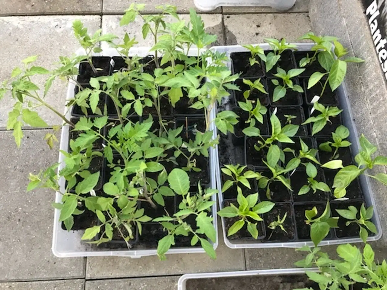 Billede 3 - Tomatplanter, peberfrugt og chili planter