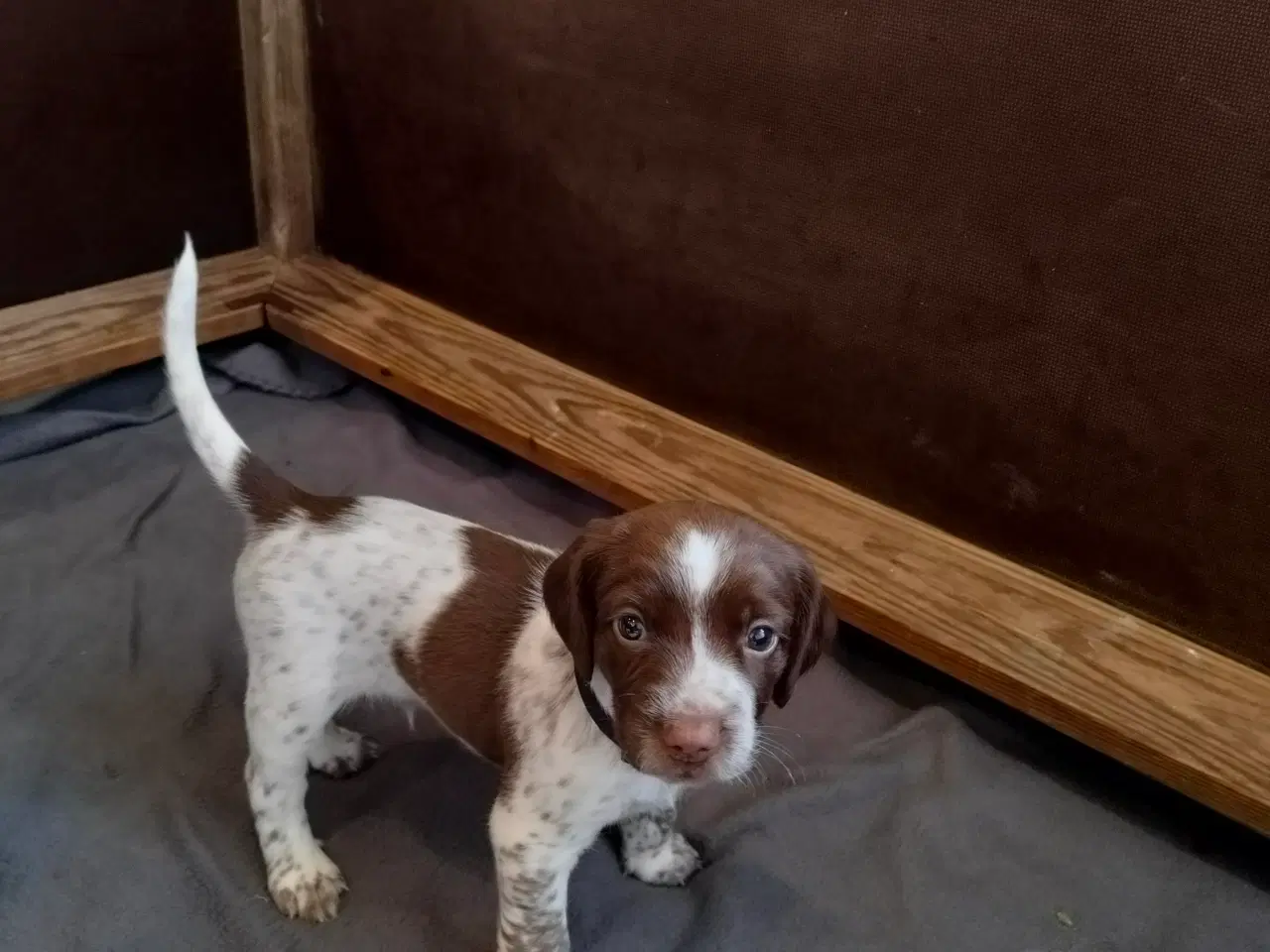 Billede 2 - Springer spaniel klar den 4 august til nyt hjem. 