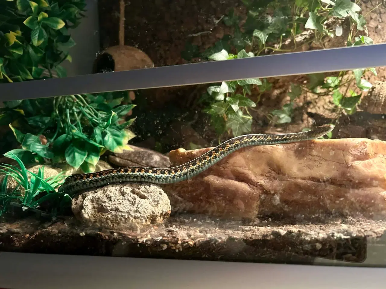 Billede 10 - Smuk strømpebåndssnog incl terrarie