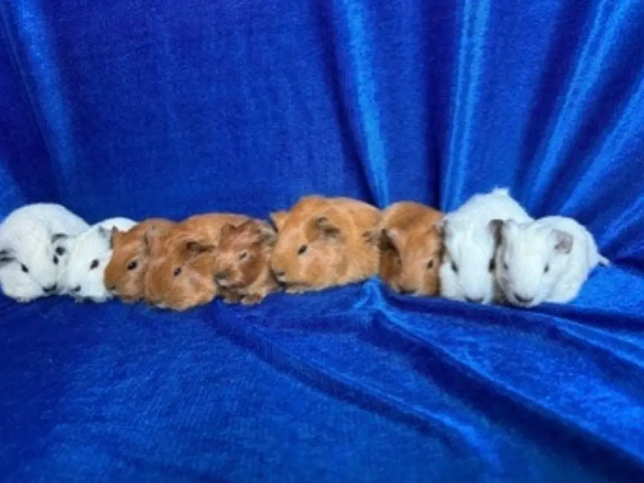 Billede 12 - California Marsvin 