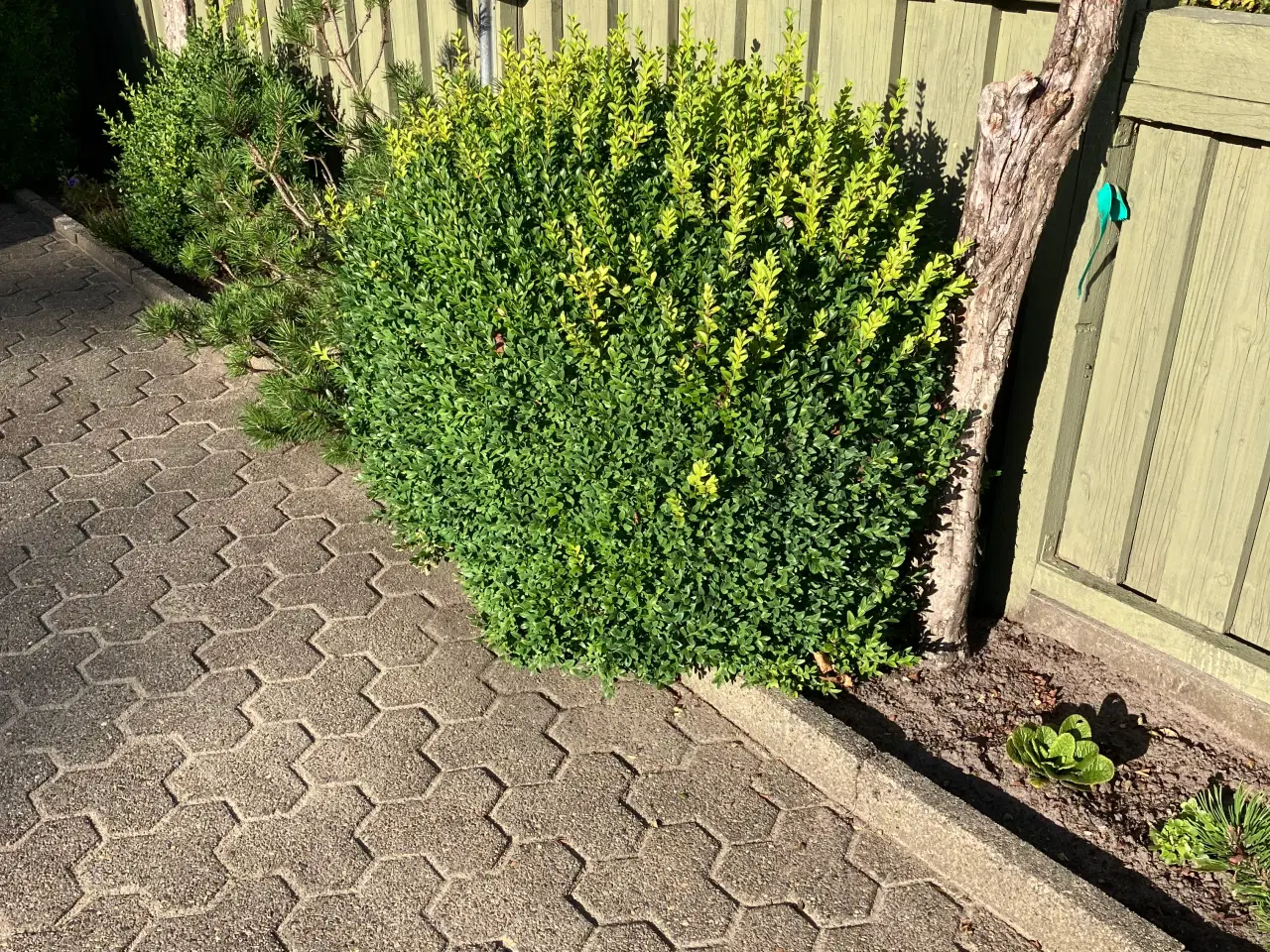 Billede 2 - Buksbom ca 80 cm i diameter 