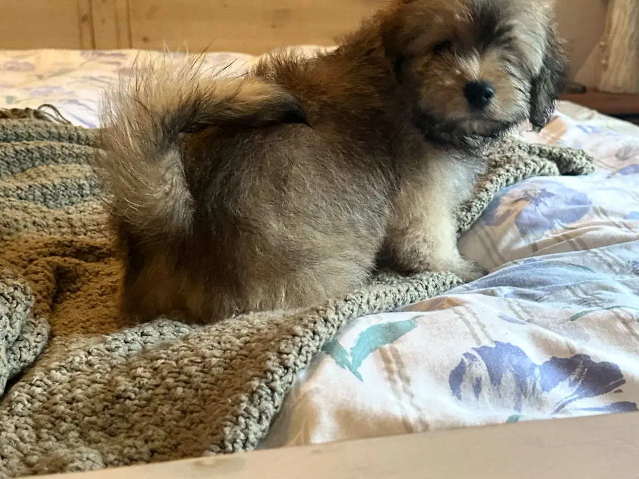 Billede 1 - Bichon  Havanaise - Havaneser 
