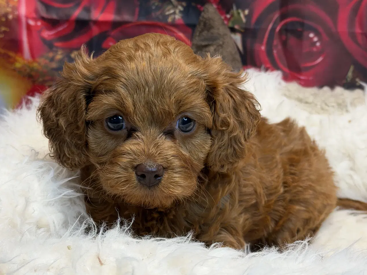 Billede 2 - ❤️🐶 Cavapoo hvalpe – 2 piger & 2 drenge 🐶