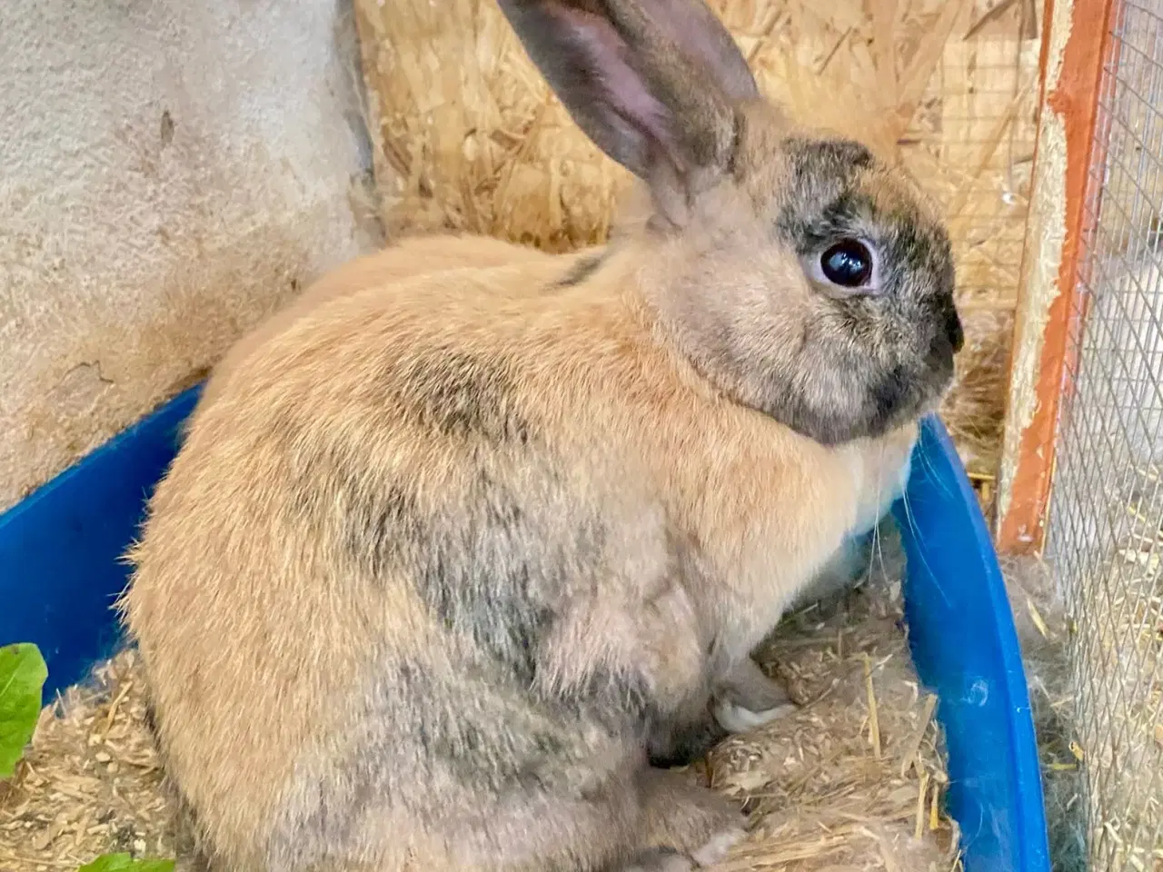 Billede 12 - Kærlige kaniner klar til nyt hjem 🐇❤️