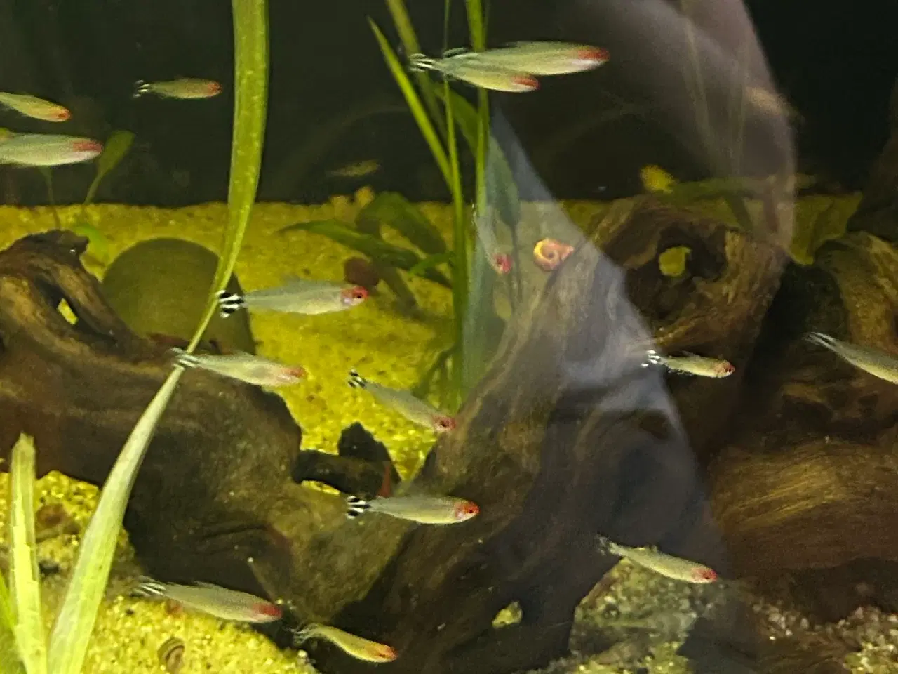 Billede 9 - 🔥🐟 Rødnæsetetra – perfekte stimefisk til akvarie