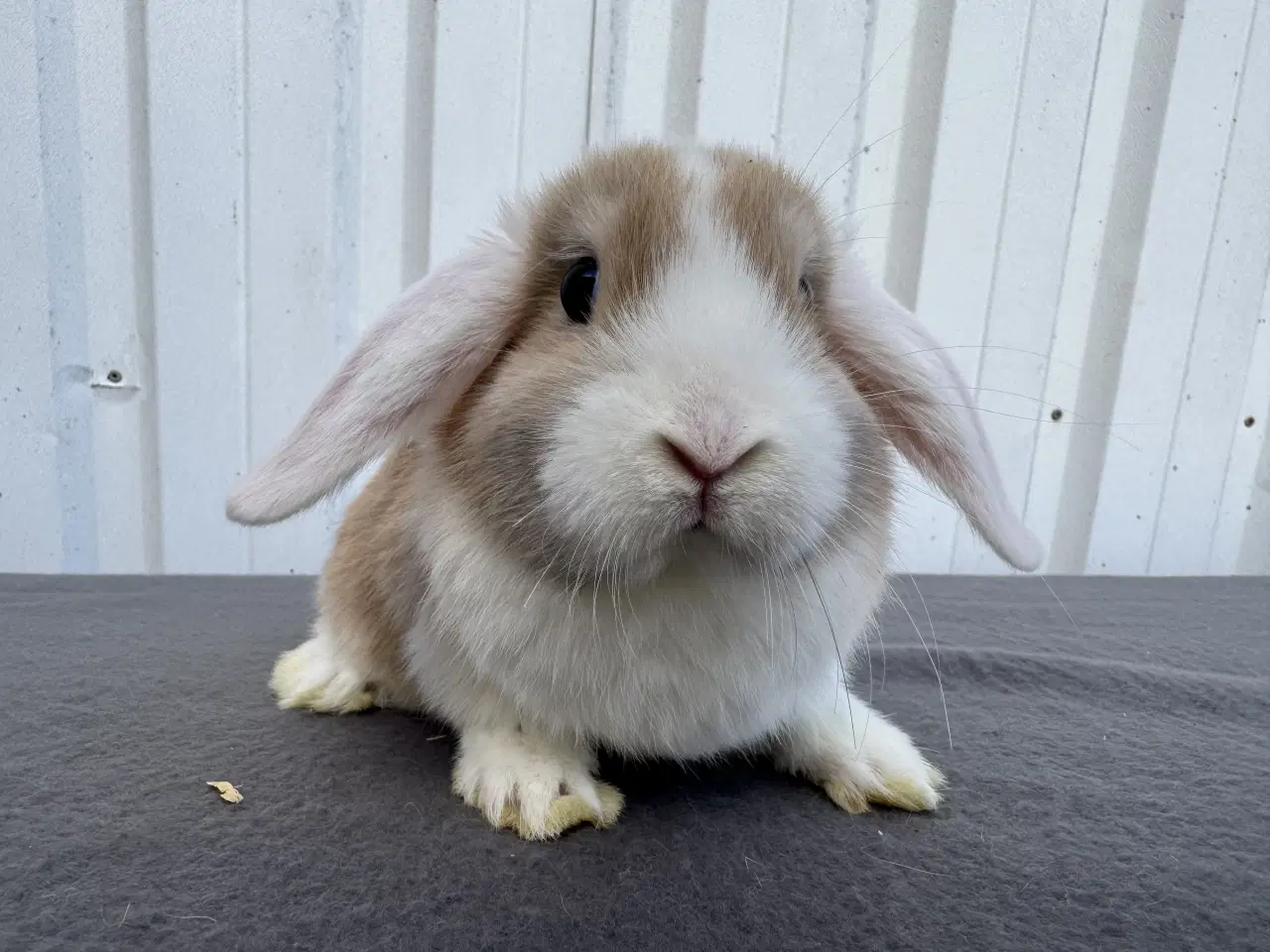 Billede 2 - Dværgvædder/Mini lop hunkanin