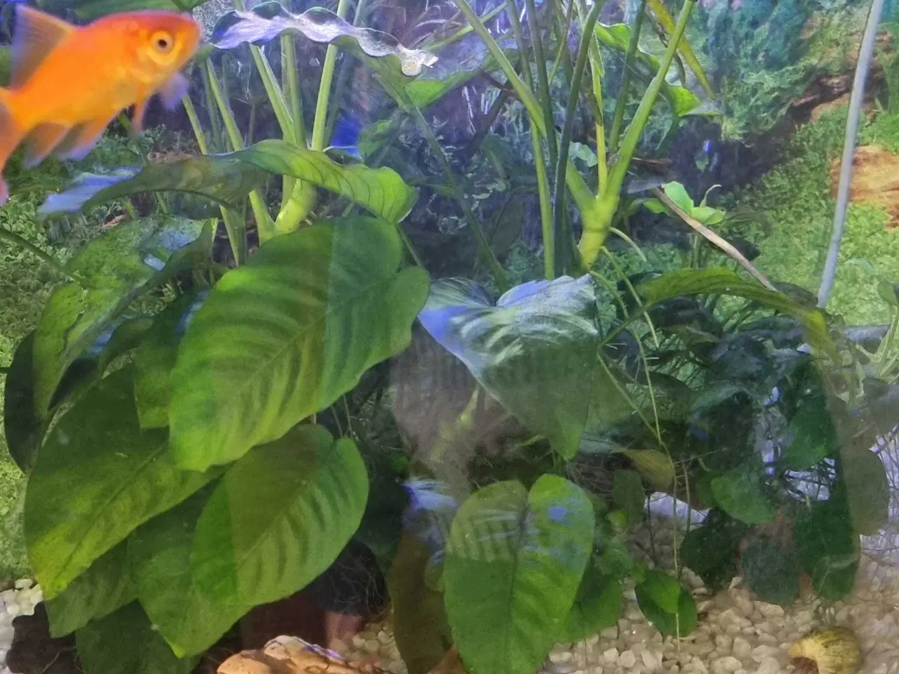 Billede 4 - Juwel akvarie 