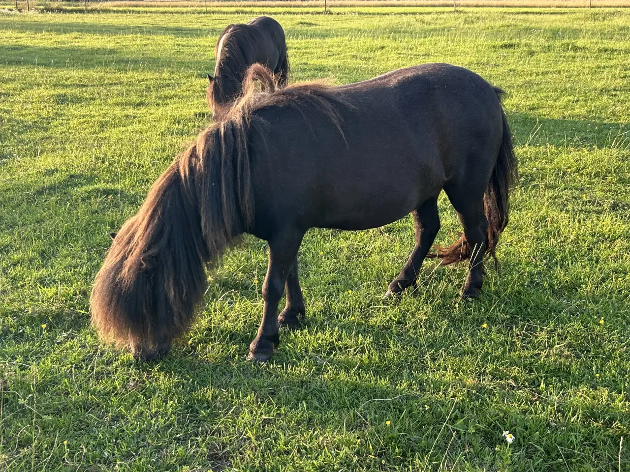 Billede 1 - Charmerende mini shetlænder hoppe sælges 