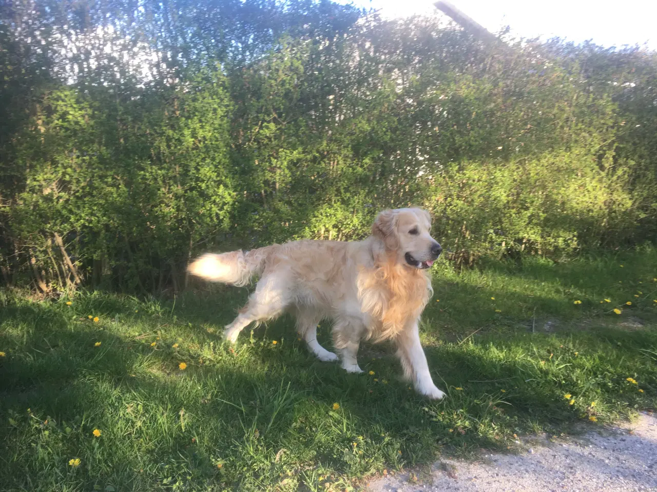 Billede 2 - Avlsgodkendt Golden Retriever.