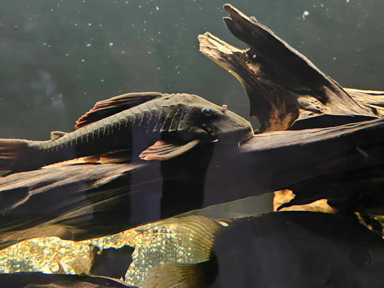 Billede 2 - Pleco L137 sugemaller