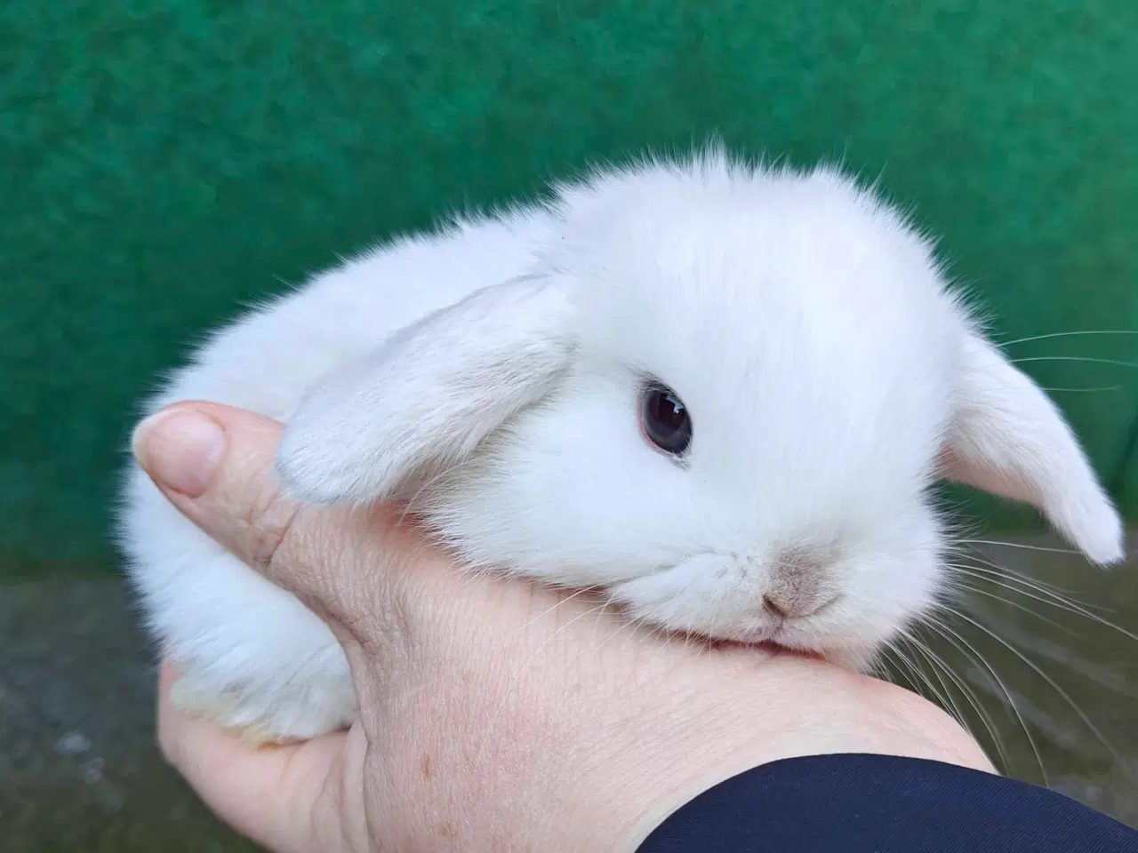 Billede 6 - Minilop hanunge