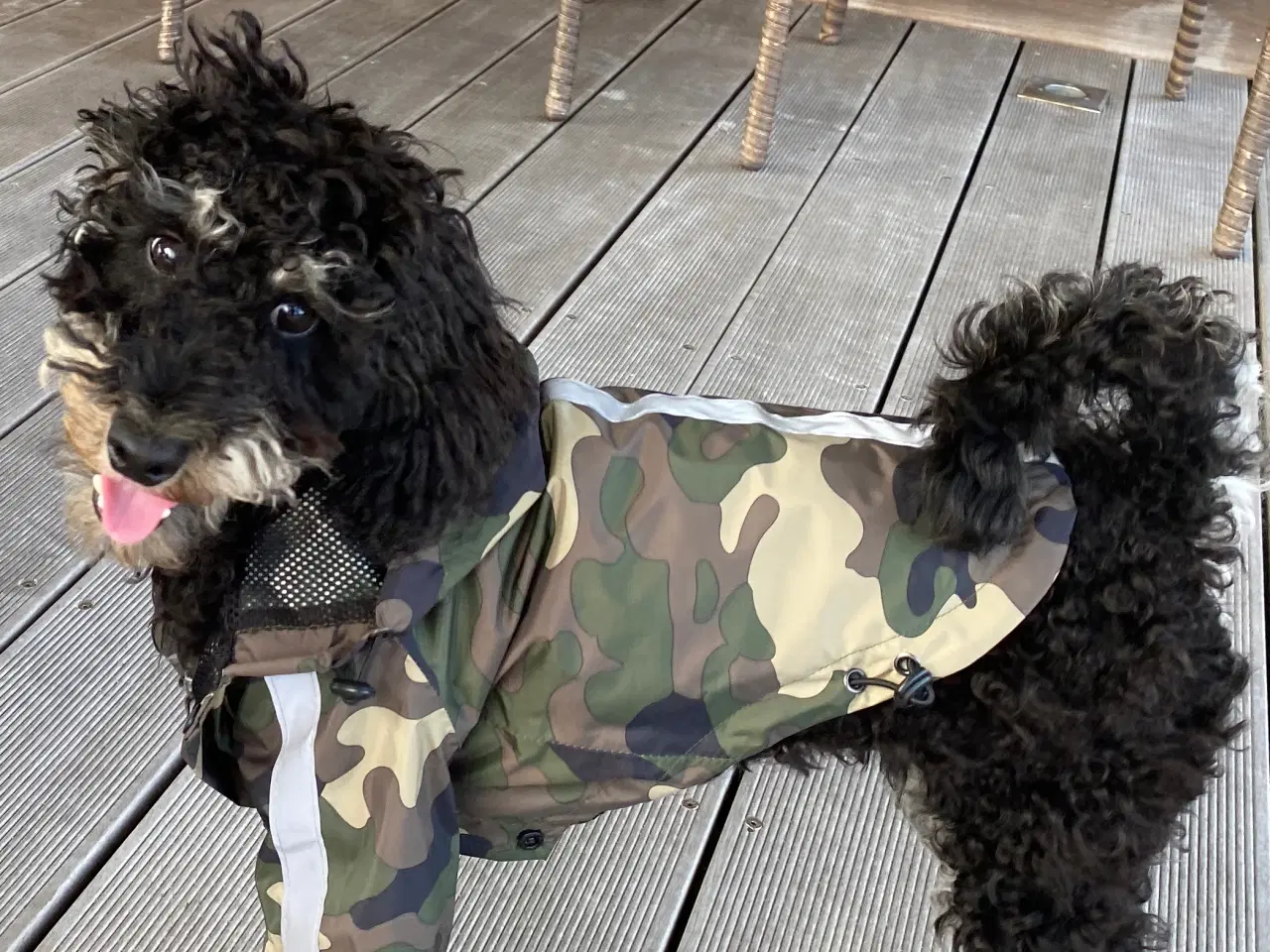 Billede 4 - 5-årig dværgpuddel, gratis