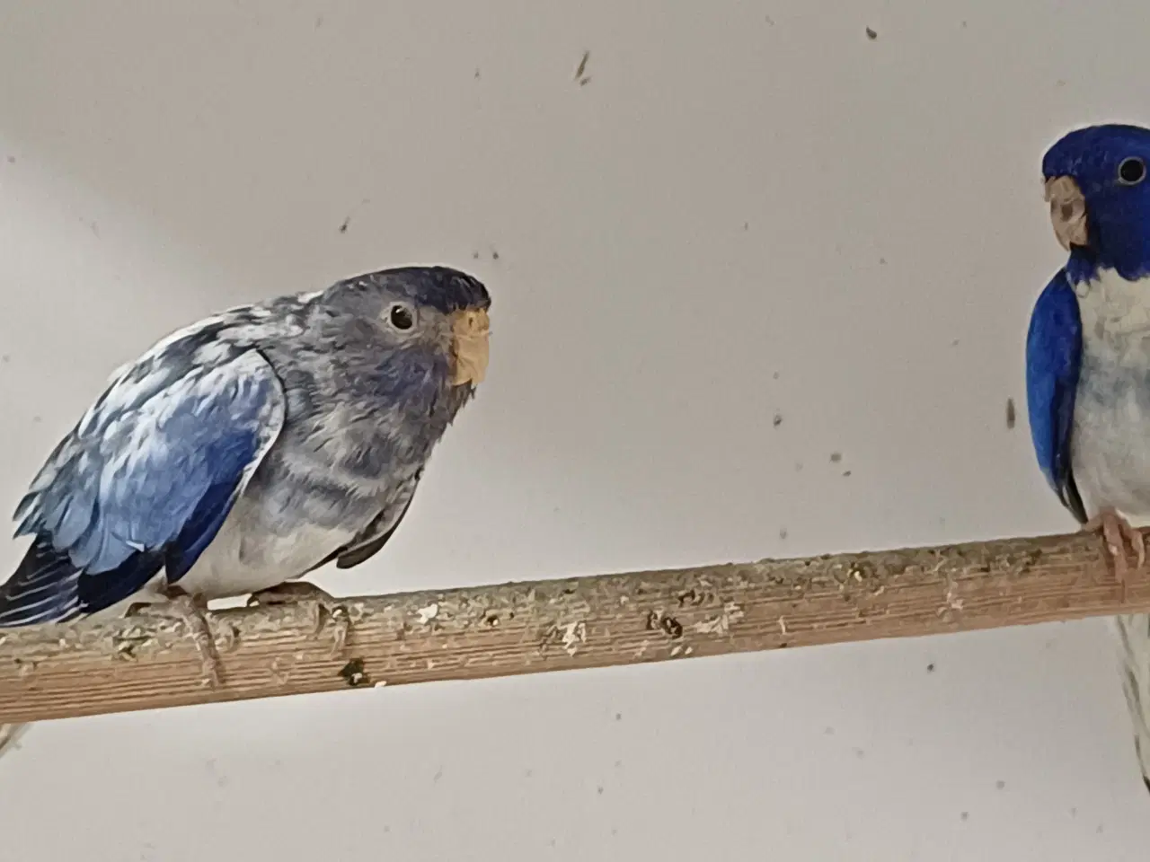 Billede 1 - Græsparakitter