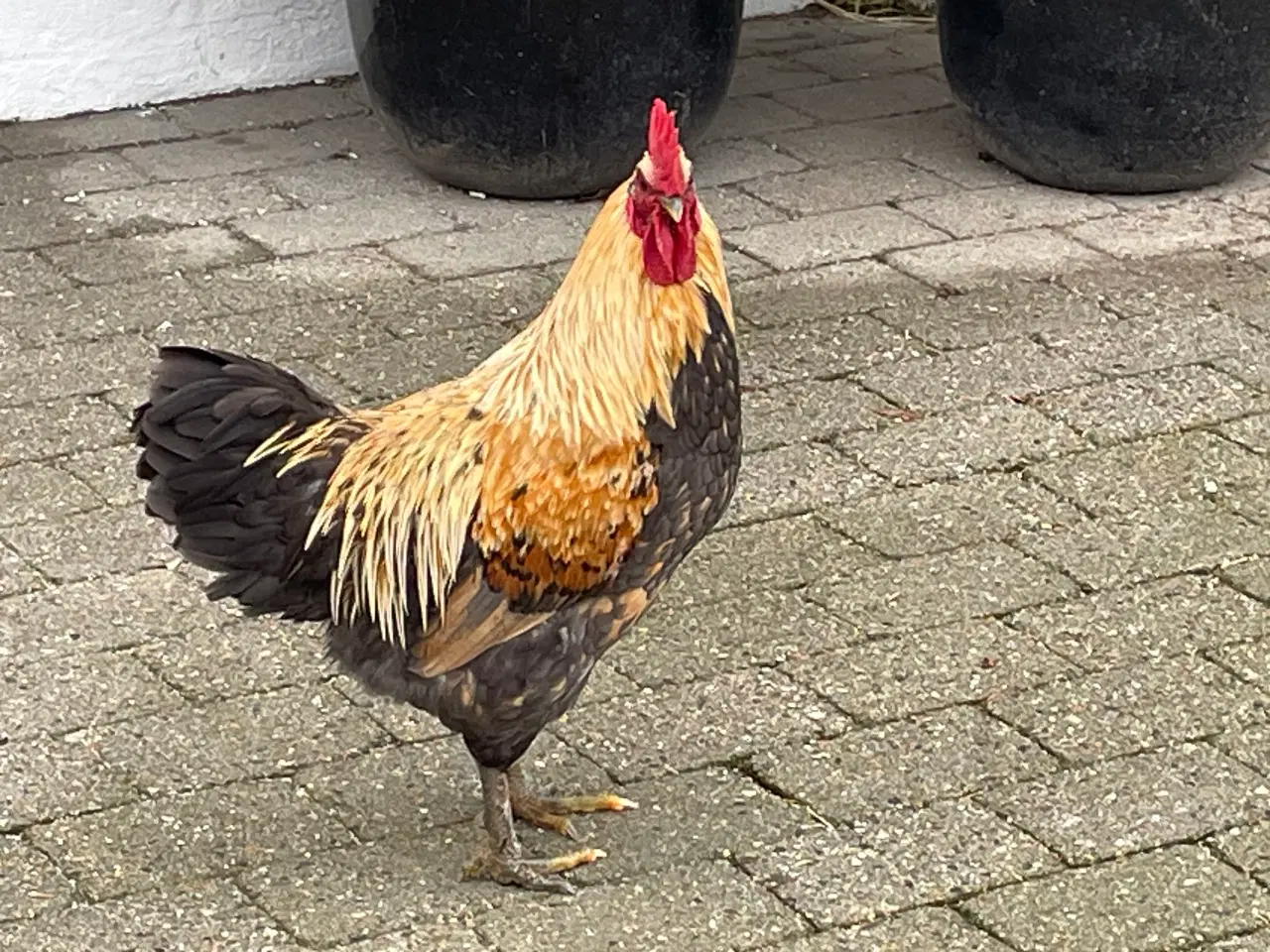 Billede 2 - Flotte haner - 8 mdr gamle