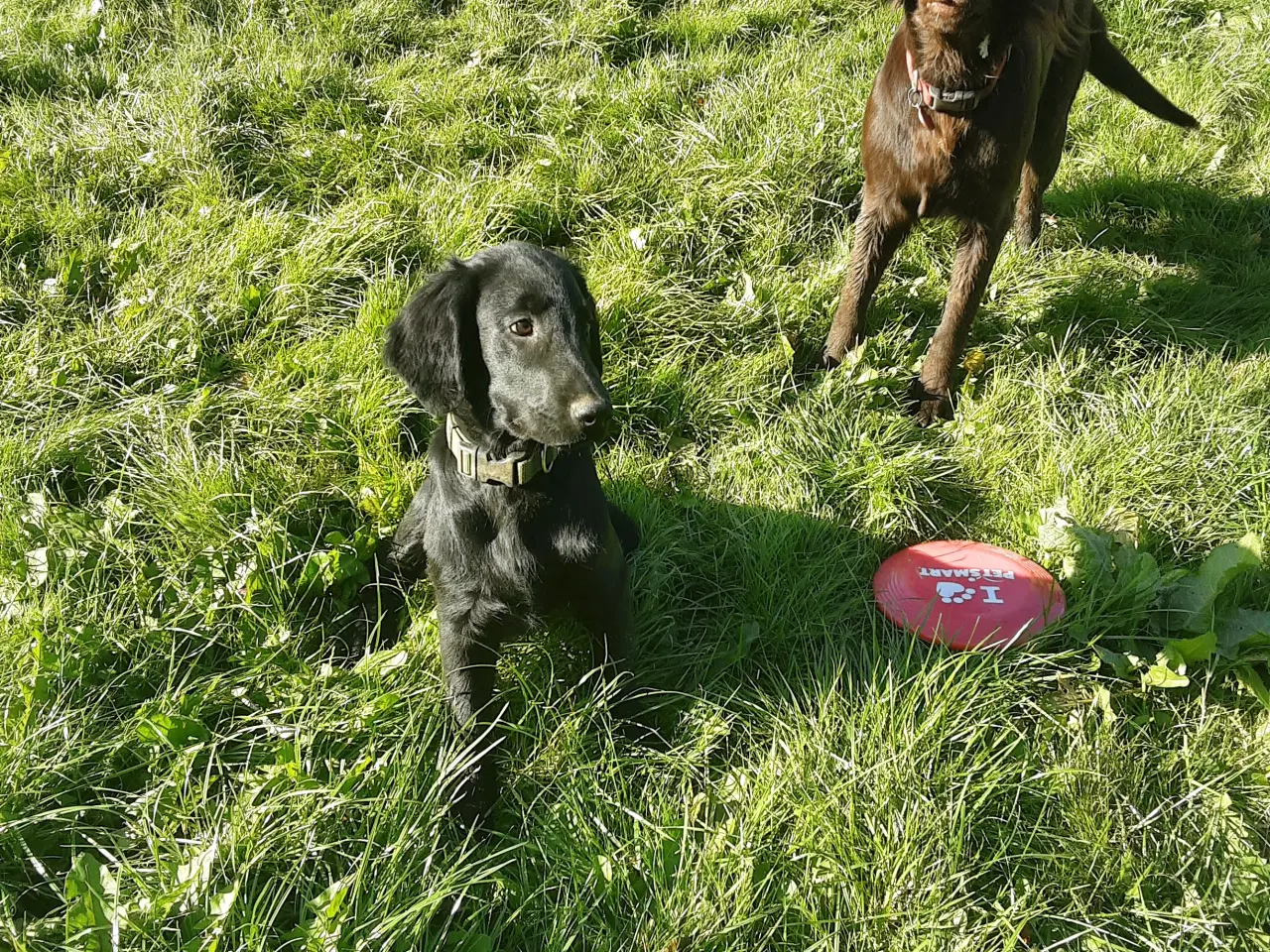 Billede 1 - 15 ugers Flat Coated Retriever  han