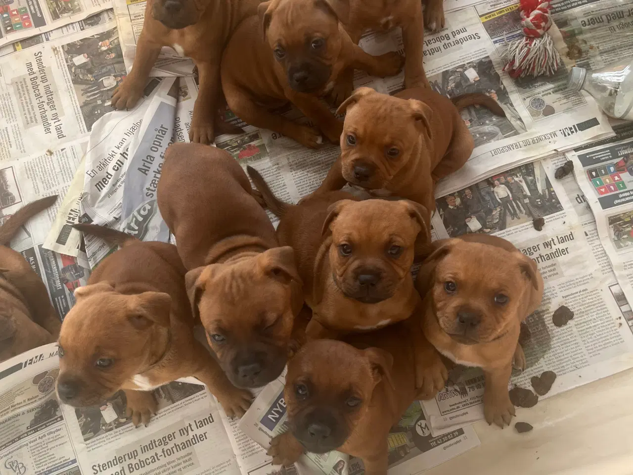 Billede 12 - Staffordshire Bull Terrier Hvalpe m. fin Stamtavle