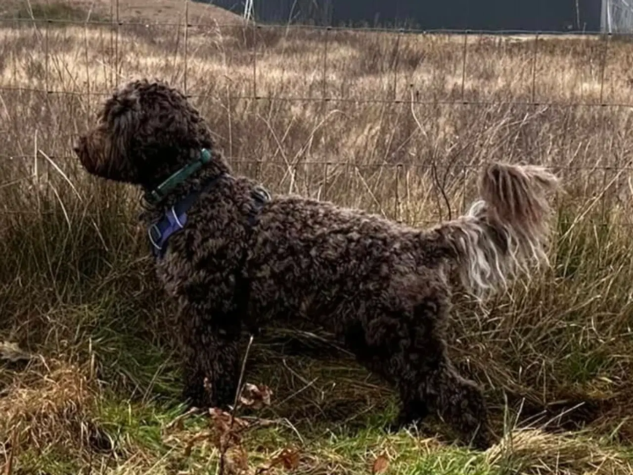 Billede 4 - Labradoodlehvalpe til foråret