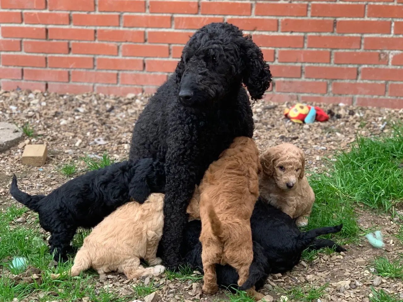 Billede 17 - Mini Golden Doodle F1B babyer 