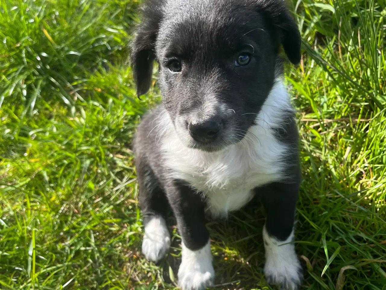 Billede 5 - Border Collie hvalp