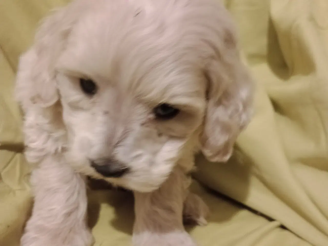 Billede 8 - Maltipoo hvalpe