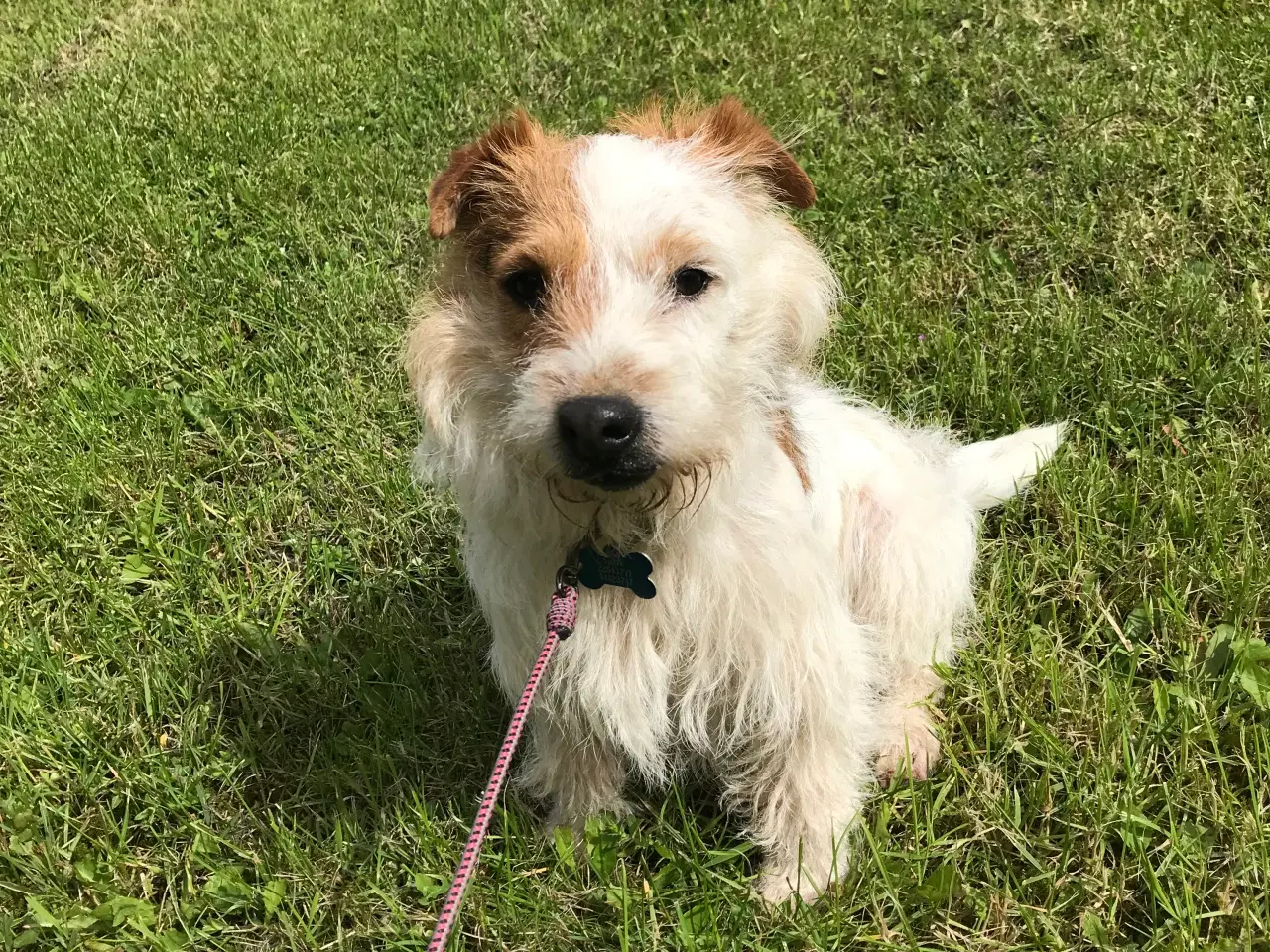 Billede 8 - Jack russel hvalpe 