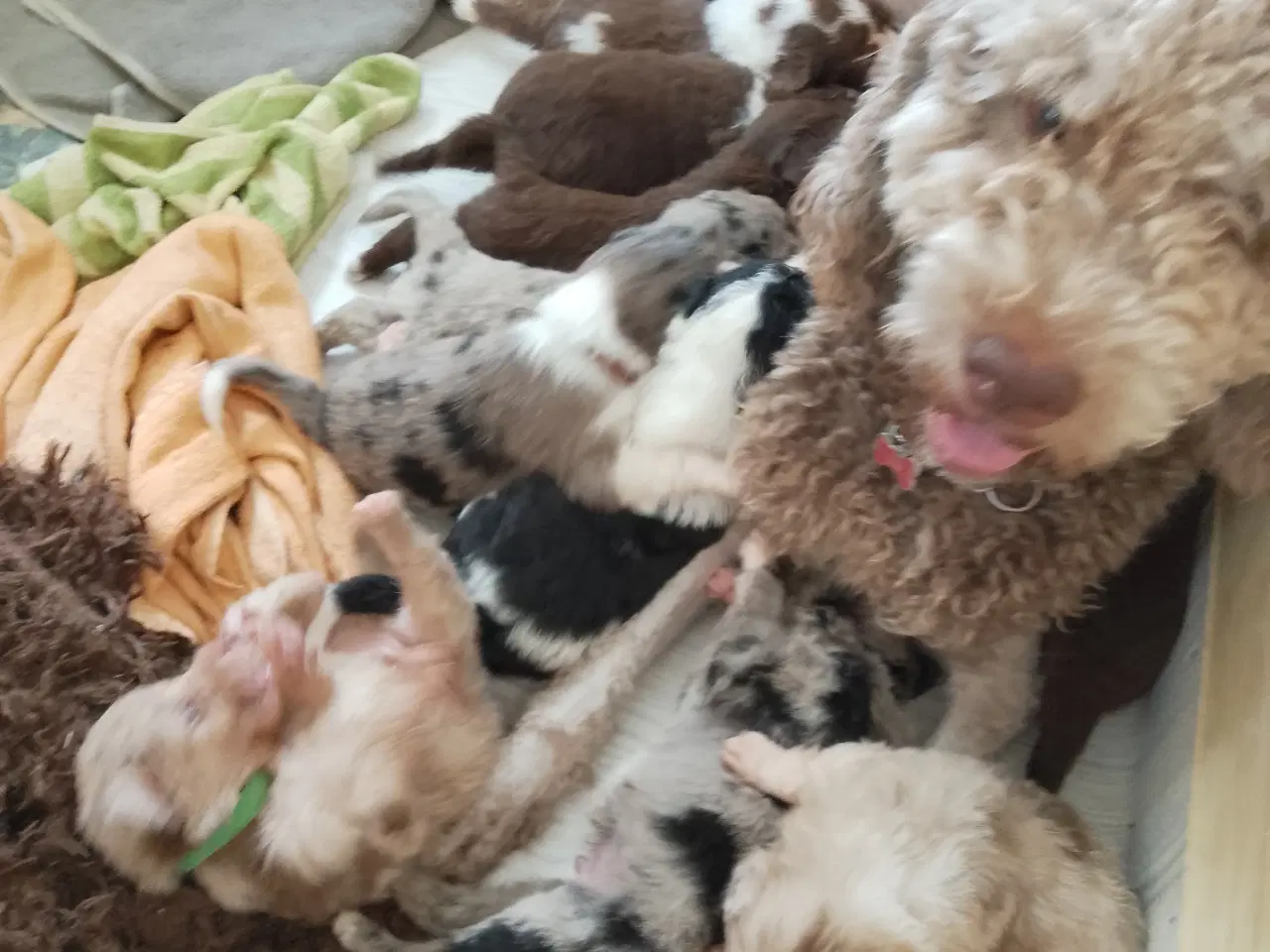 Billede 7 - Aussie doodle hvalpe 