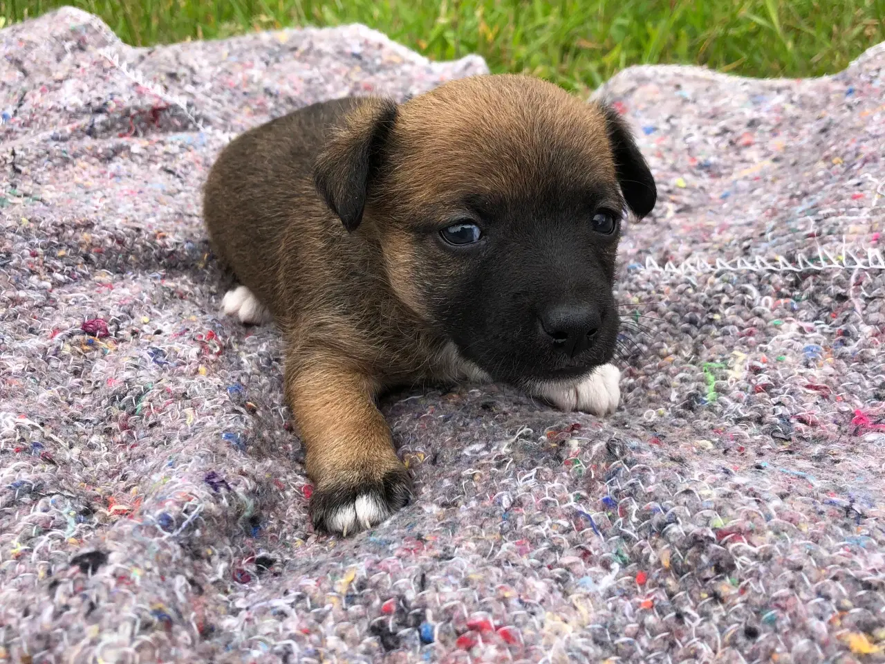 Billede 1 - Jack Russell terrier 