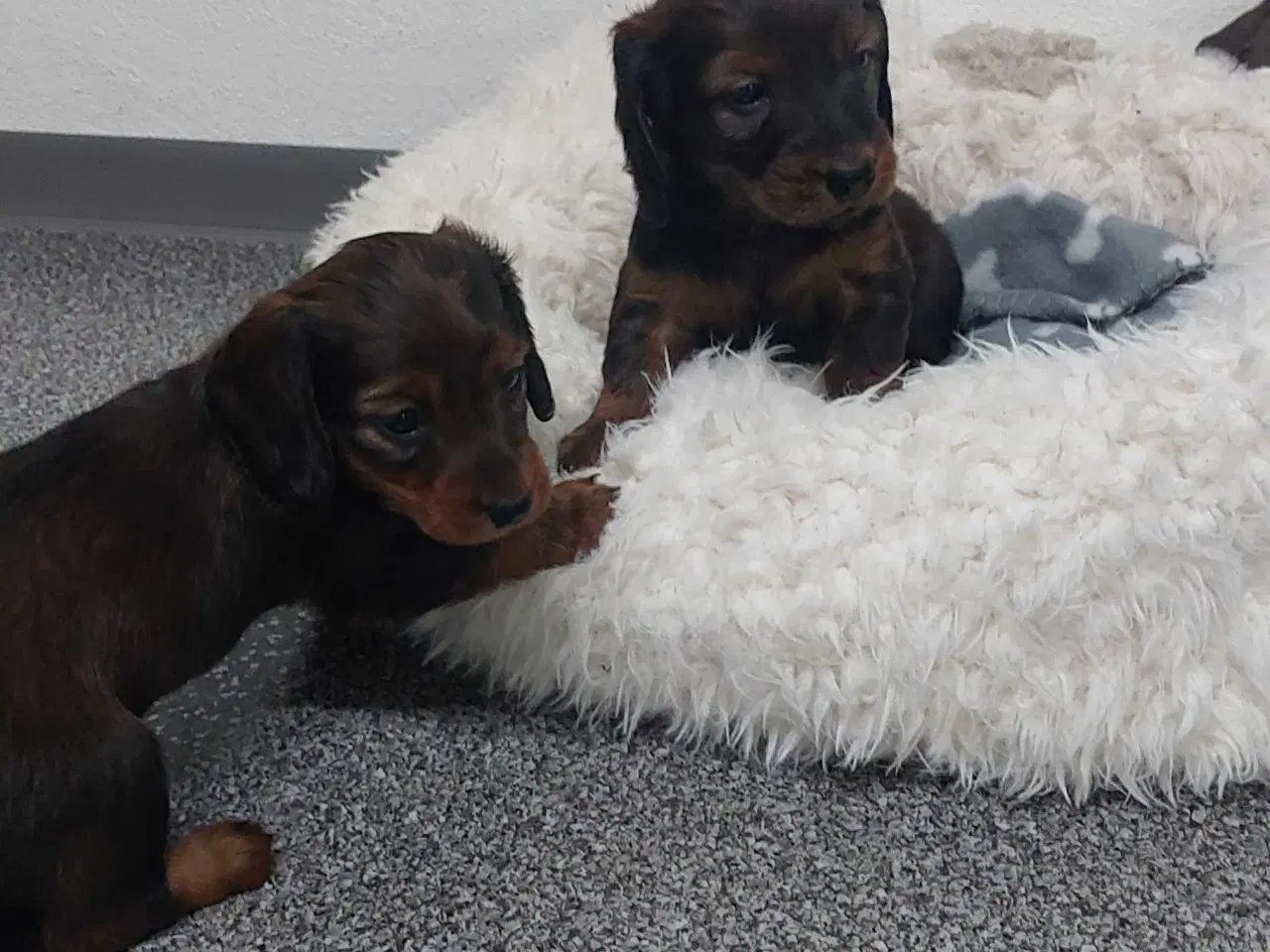 Billede 1 - Langhåret gravhunde