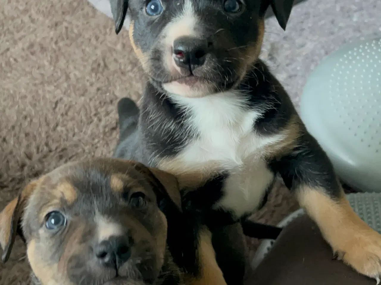 Billede 5 - Blandings hvalpe