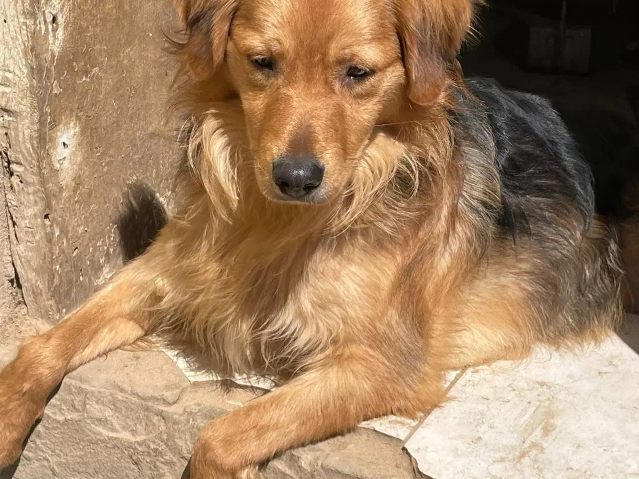 Billede 10 - Frodo til adoption! 🩵