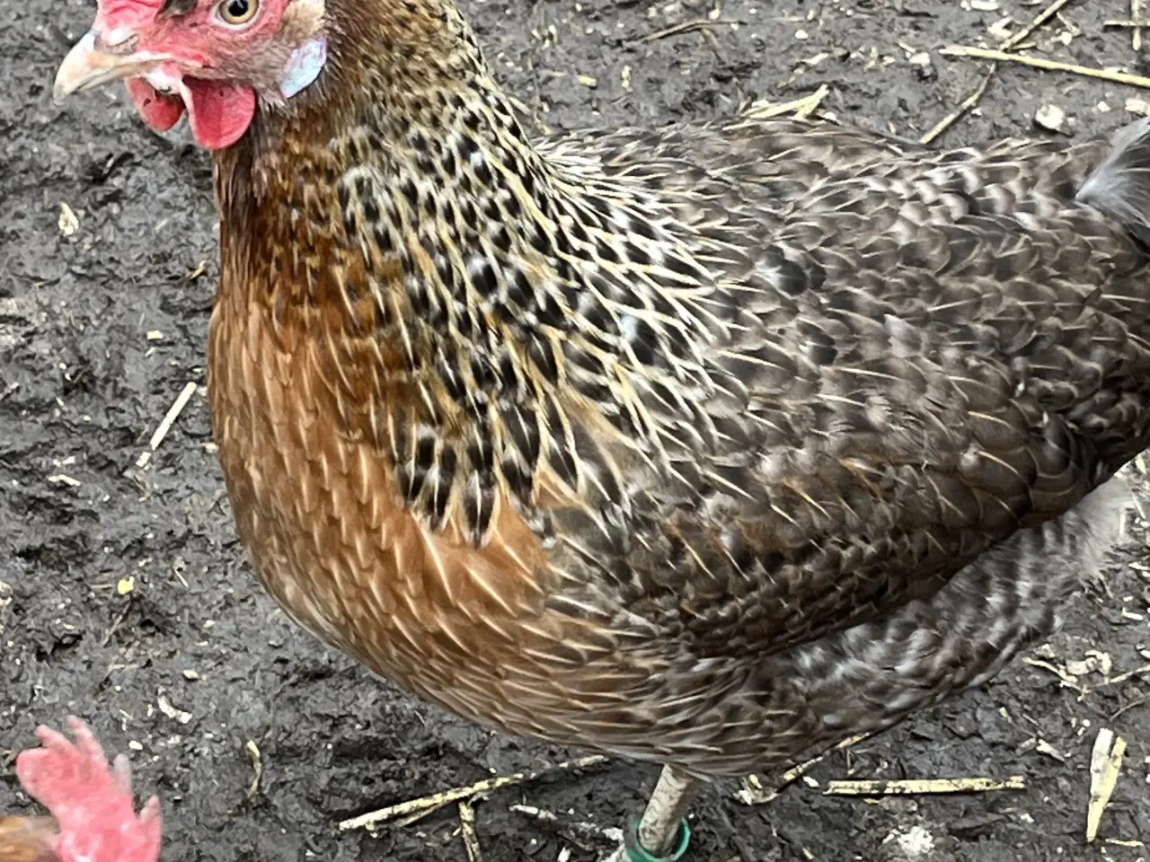 Billede 3 - 34 Kyllingen 