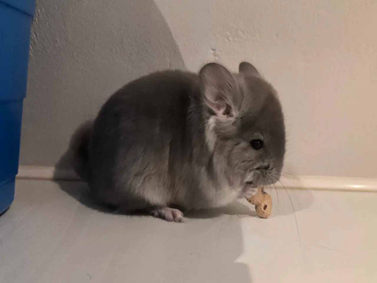 Billede 1 - Chinchilla Angora 