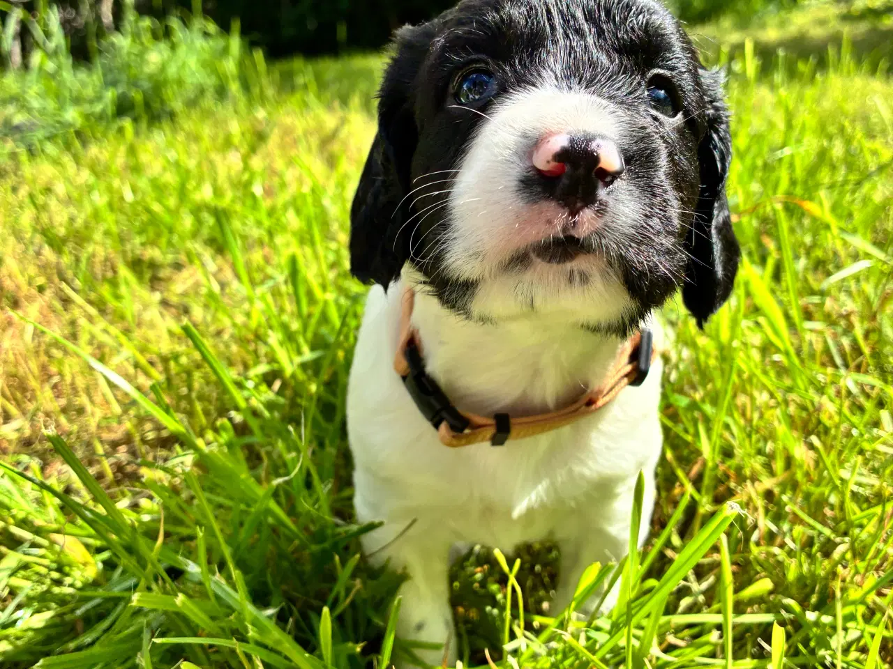 Billede 7 - F.t springer/F.t cockerspaniel 