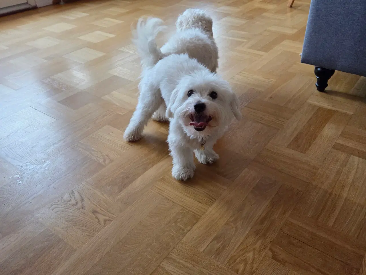 Billede 2 - Coton de tulear, salgsklar ca 1. Juni