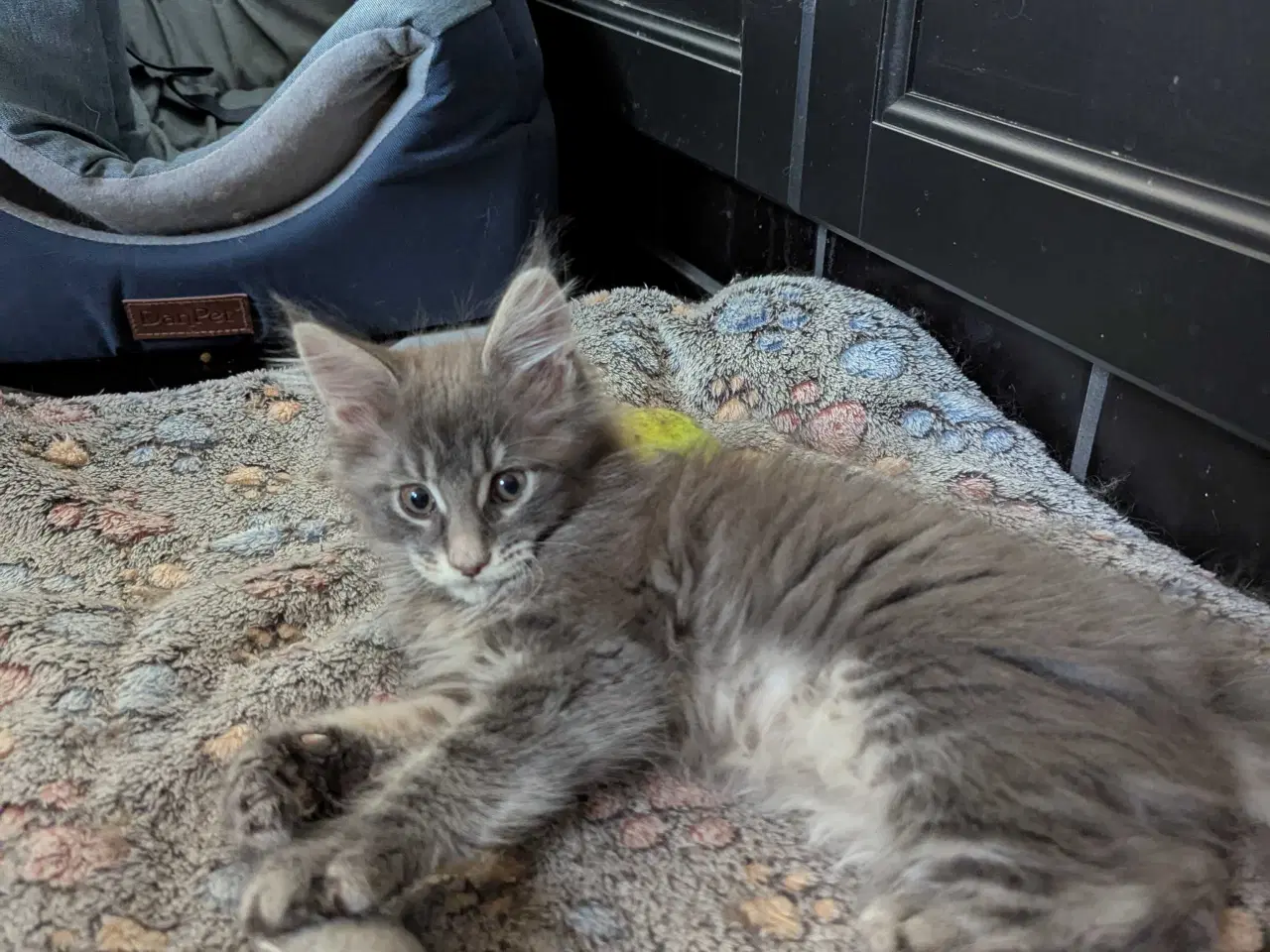 Billede 8 - Maine coon killinger med stambøger 