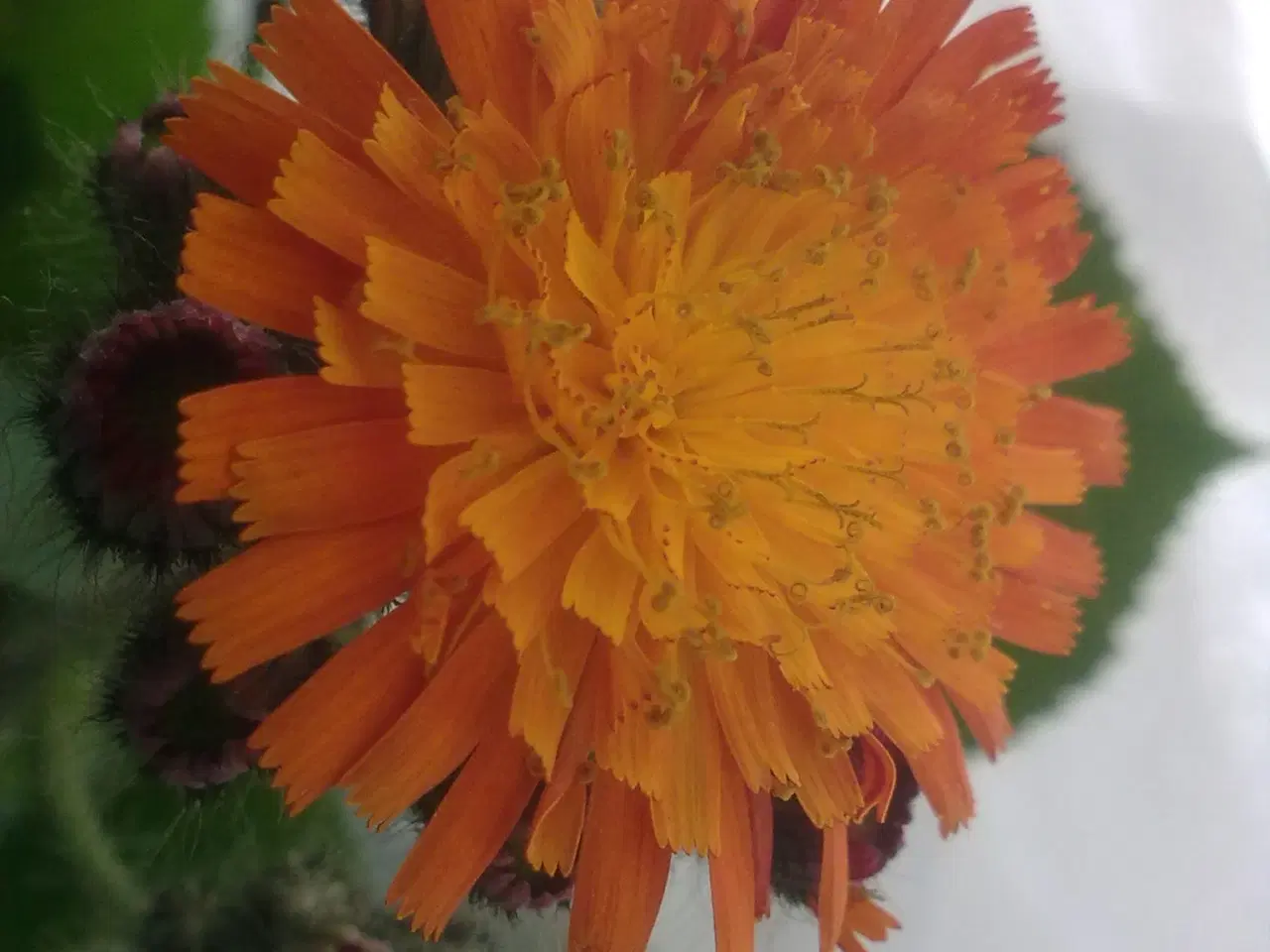 Billede 10 - Ravtone RETRO by-flasker 3 fra lille land & krukke