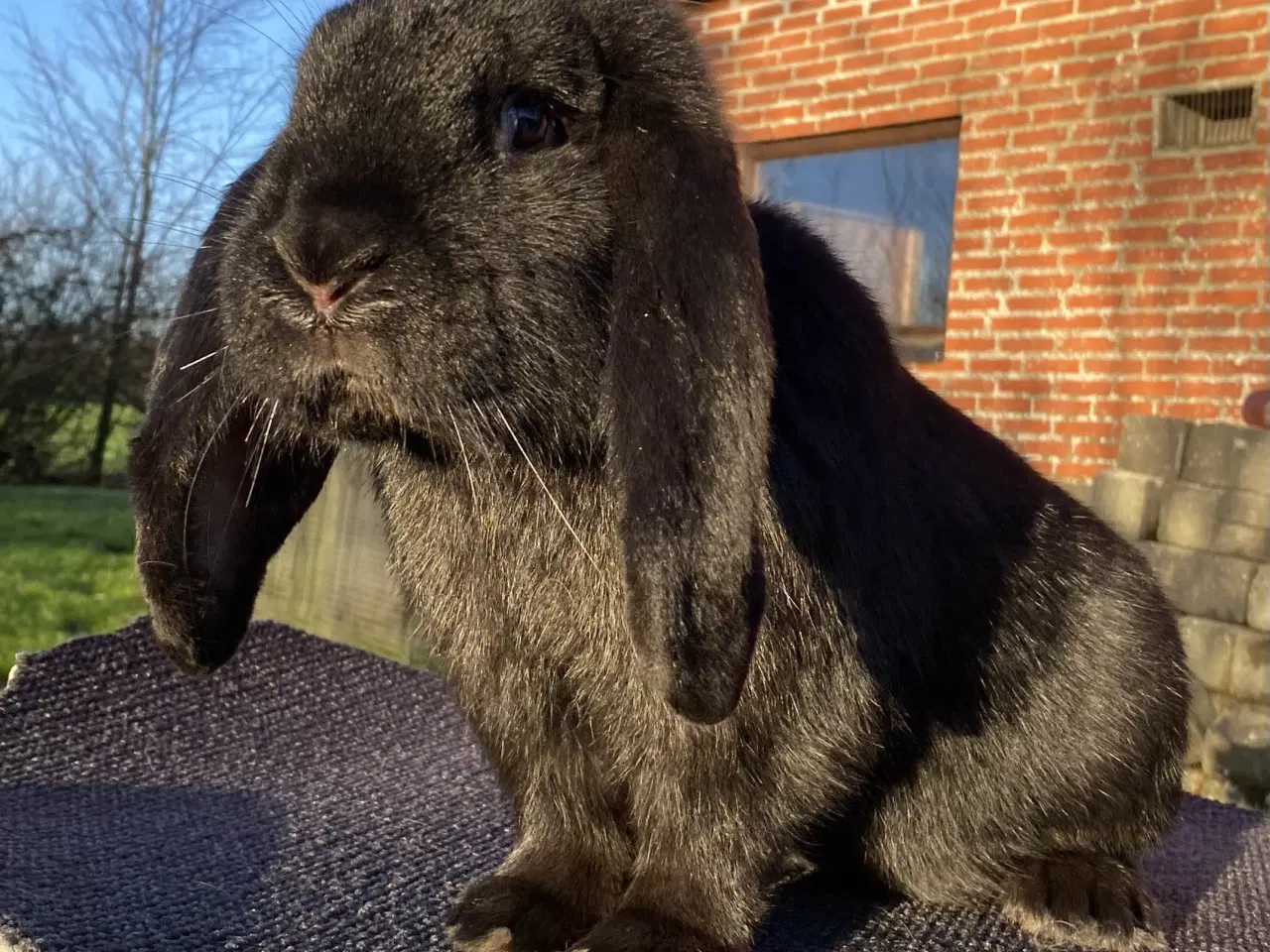 Billede 1 - AVLSKLAR FRANSK VÆDDER HUN SORT