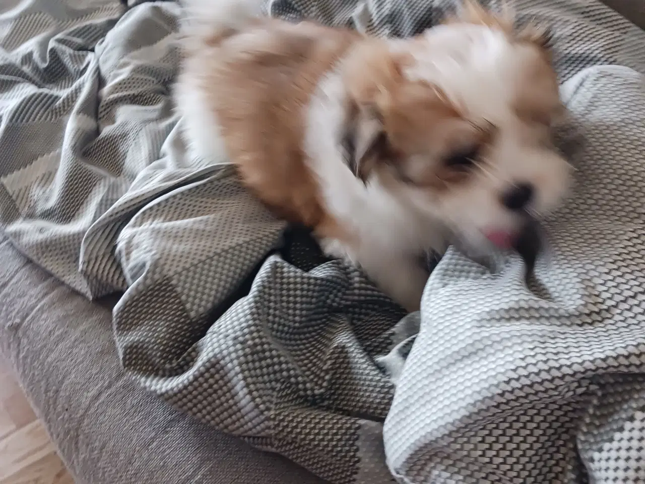 Billede 1 - Lhasa apso/sitzu tzu 