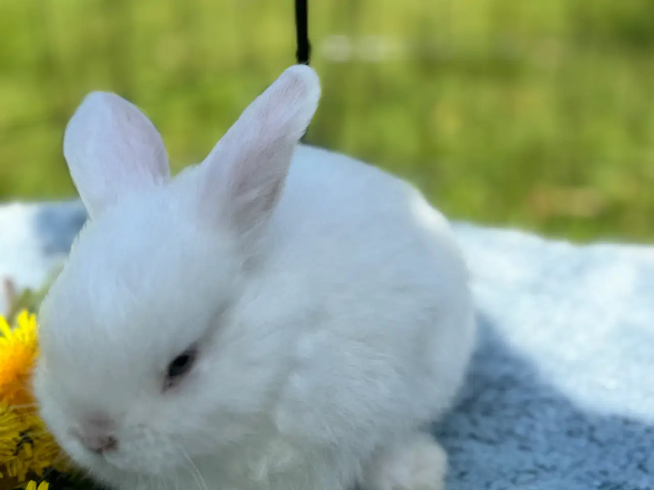 Billede 7 - Minilop kanin unge