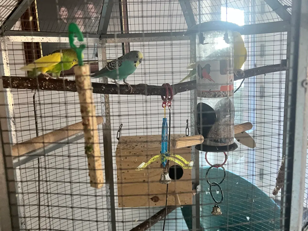 Billede 1 - Fuglebur med fugle